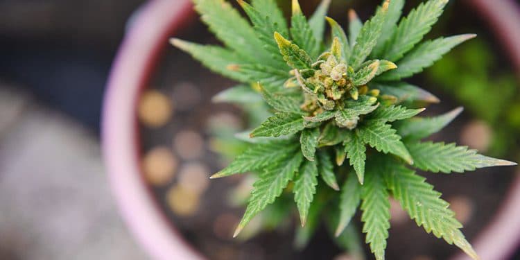 The Evolution of Marijuana Consumption: From Traditional Methods to Modern Innovations The Evolution of Marijuana Consumption: From Traditional Methods to Modern Innovations