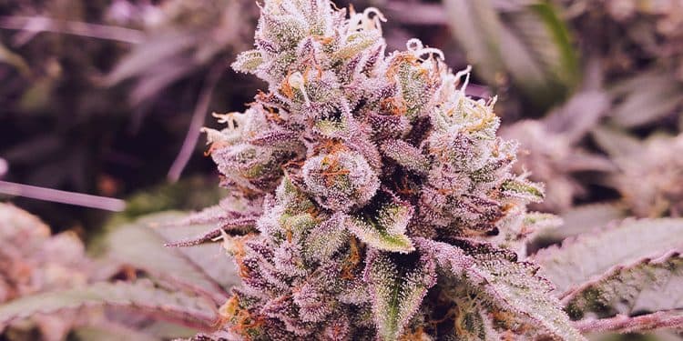 What Makes Weed “Good”? What Makes Weed “Good”?