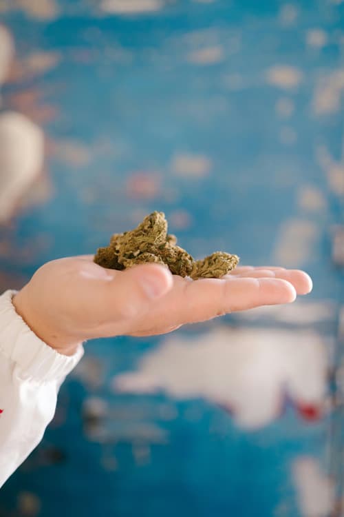 Hand Holding Cannabis Buds Against Blue Background Close-up of a person’s hand holding dried marijuana buds with a blurred blue backdrop.