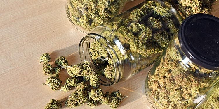 Storage Tips: How to Keep Your Medical Cannabis Fresh - All Greens Dispensary